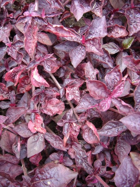 Iresine herbstii 'Purple Lady'